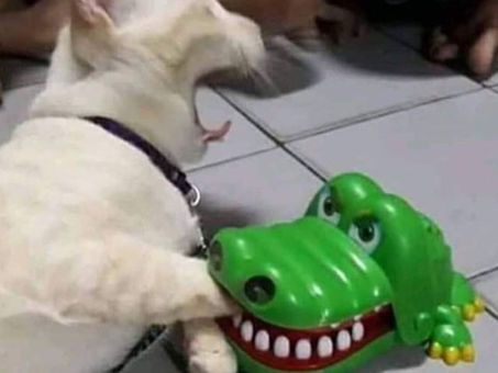 [도지코인] 야이 ㅆ