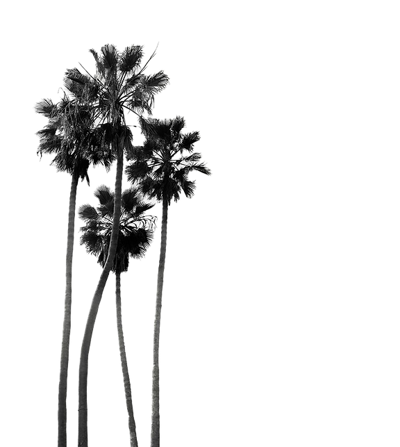 palms.png