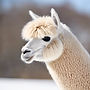 white alpaca.jpg