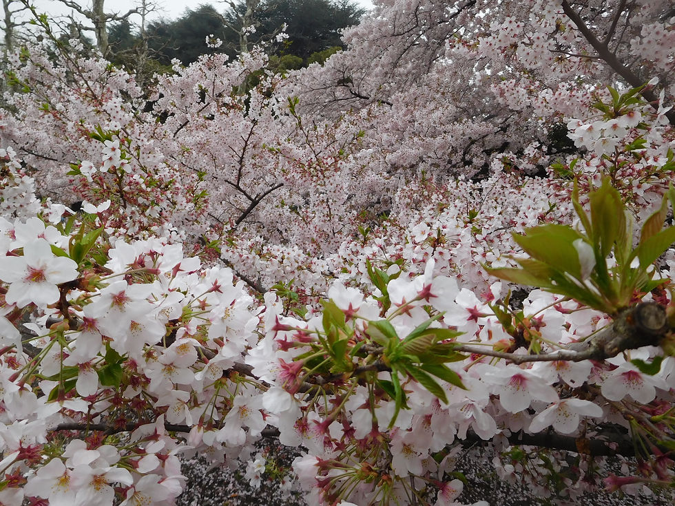 DSCN6302.JPG