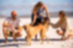 family dogs
