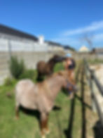 horse stables