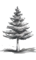 Image of an evergreen tree symbolizing resilience and growth, representing empowerment and strength in therapy.