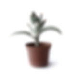 Succulent