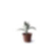 Succulent          
