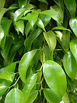 FICUS BENJAMINA