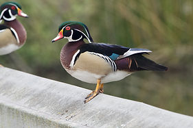 Wood Duck.jpeg