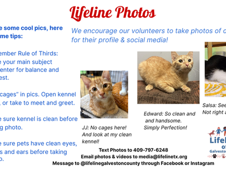 Lifeline of Galveston County Weekly Update (Nov 2–9, 2025)