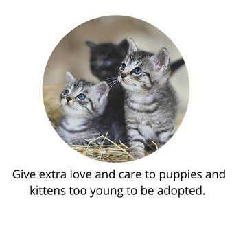 have-a-pet-companion-without-the-lifetime-commitment-2_orig.png