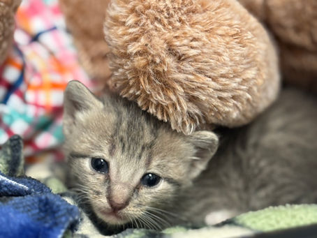 Foster Update- Week of 9/14