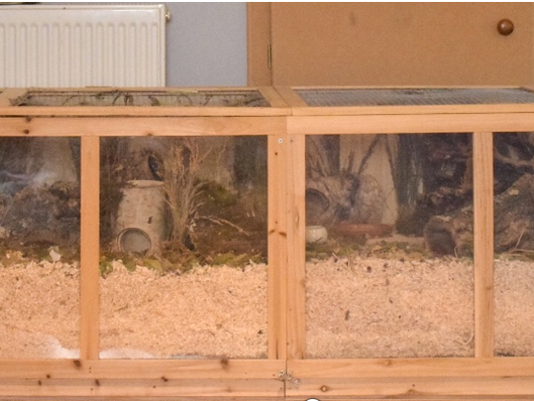 Cleaning the Enclosure/How to Clean a Natural Hamster Cage