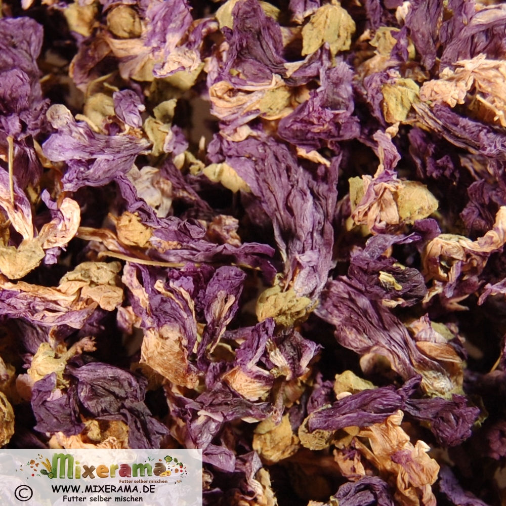 List of Hamster Safe Flowers & Herbs