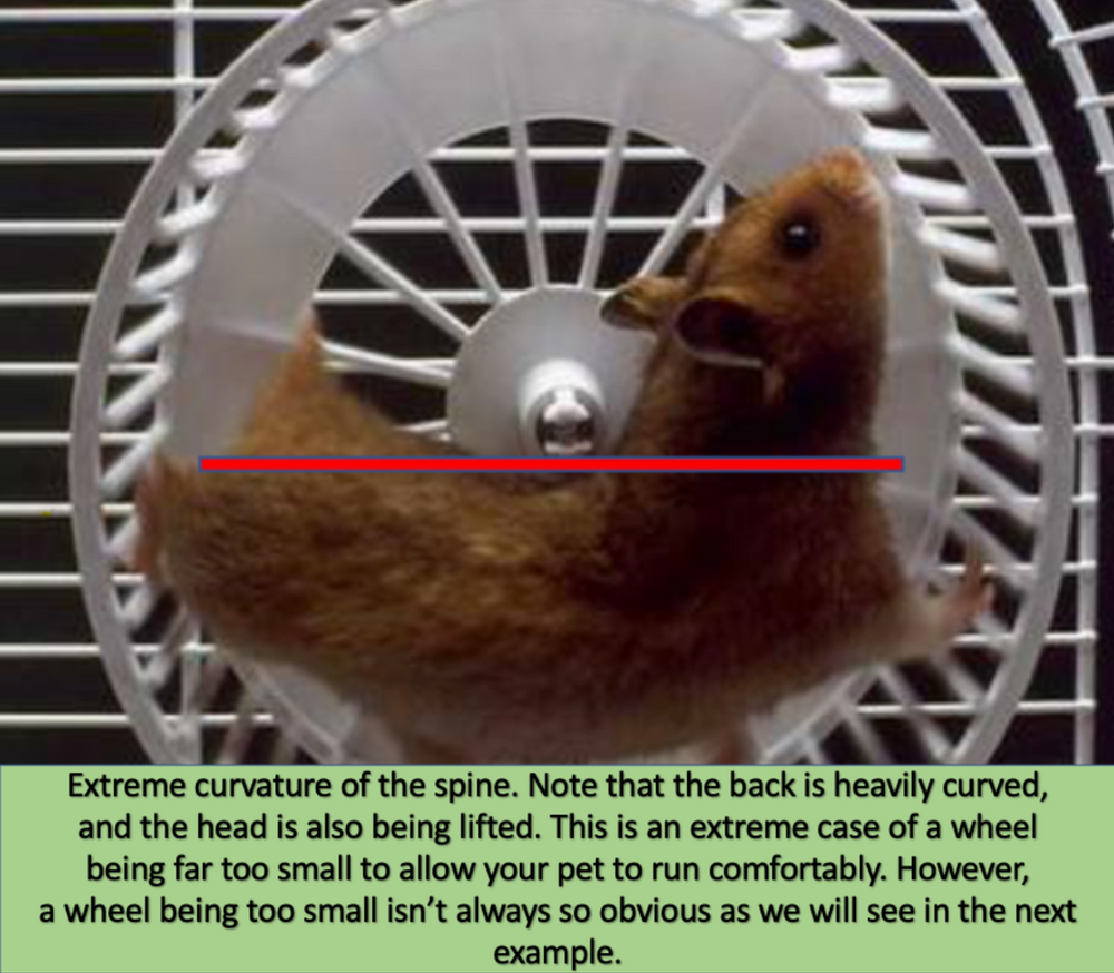 View of Choosing the Best Wheel for your Hamster