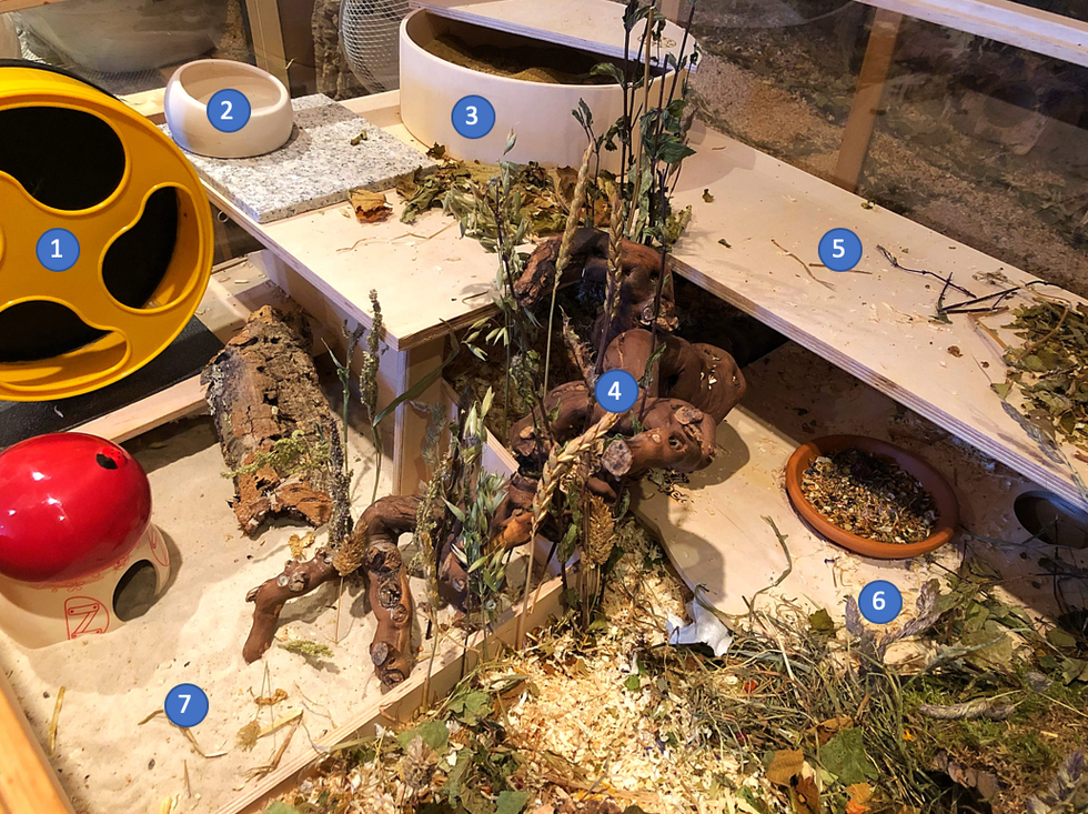 How to Set Up a Natural Enclosure