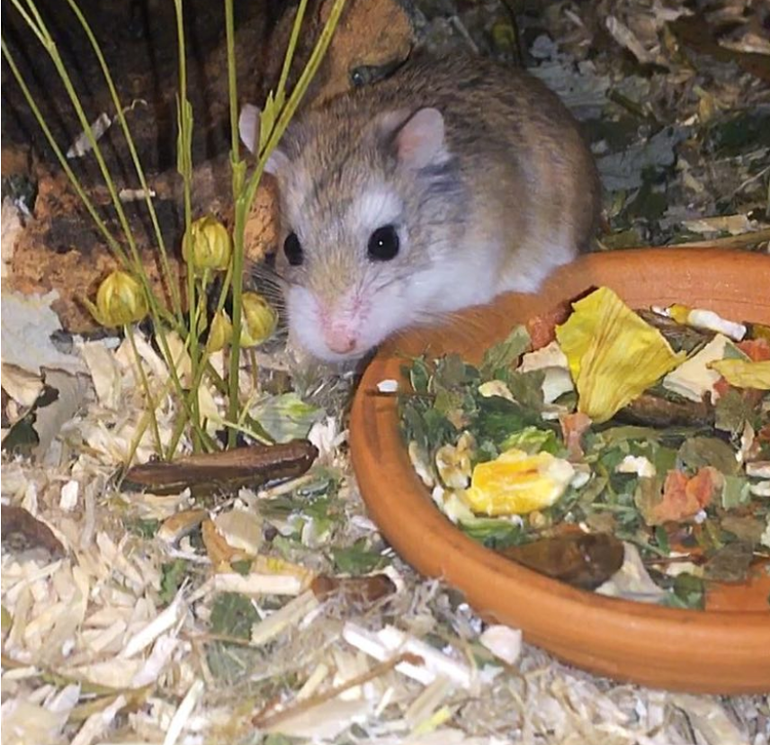 cinnamon dwarf hamster