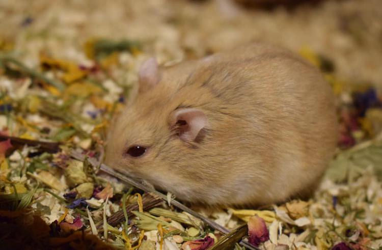 8 Enrichment Ideas for Hamsters