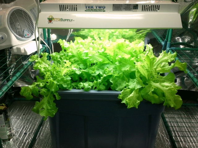 Aquaponic nutrient levels Urban Farming Uses Aquaponics To Make Farmland Where There Is None