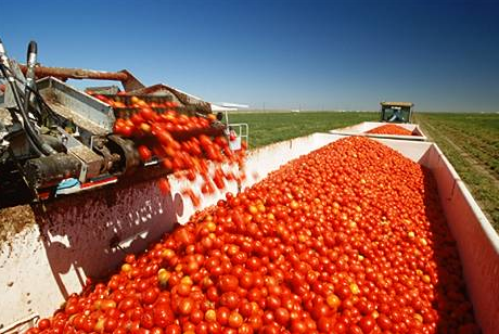 Florida Tomatoes
