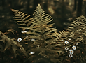 Firefly (1).png