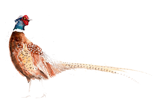 pheasant (edited.png