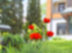Rote Mohnblumen blühen vor Gebäude St. Georg