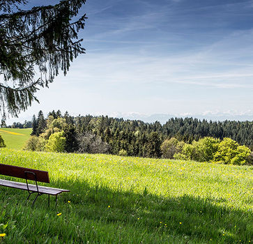 Bank auf einer Wiese mit Fernblick über die Schweizer Alpen, ideal für Ruhepausen.