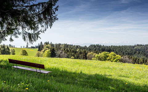 Bank auf einer Wiese mit Fernblick über die Schweizer Alpen, ideal für Ruhepausen.