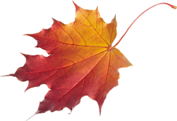 leaf picture.png