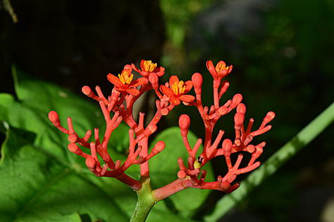 Can Adaptogens Really Reduce Stress?