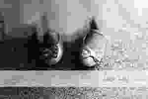 ljp bc5726 bw Geelong Wedding Photography.jpg