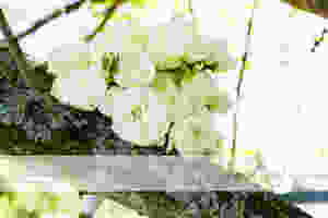 Camperdown Wedding Photography 103.jpg