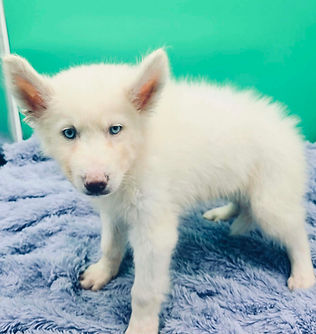 siberian husky puppies ky, siberian husky ky, siberian husky puppies ky, siberian husky kentucky,huskies ky,siberian husky, husky puppy ky, siberian husky puppies ky,siberian husky,siberian husky puppies kentucky,husky puppies,husky puppy,siberian husky puppies