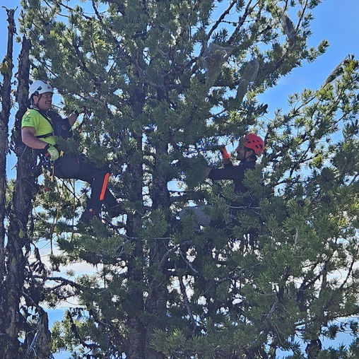 Climbing for Conservation - A Whitebark pine Story