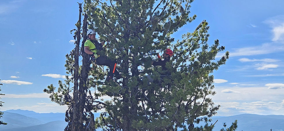 Climbing for Conservation - A Whitebark pine Story