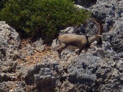 Ram climbing up mountain