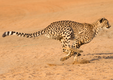 Unleashing the Speed Demon: How Fast is a Cheetah?