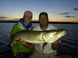 50" Lake Plantagenet Muskie