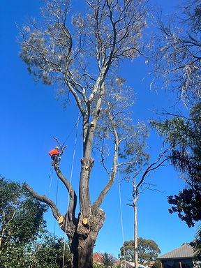 WhatsApp Image 2025-09-05 at 10.49.57 (1).jpeg