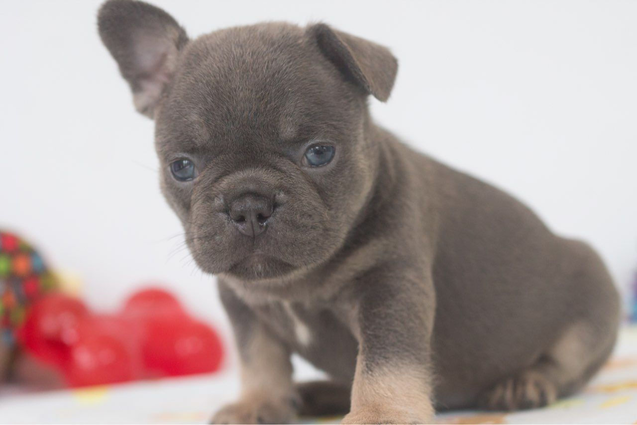 Stretch – Black and brown Piebald Male
