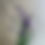 Thumbnail: Spring Specialty Flower Share '25