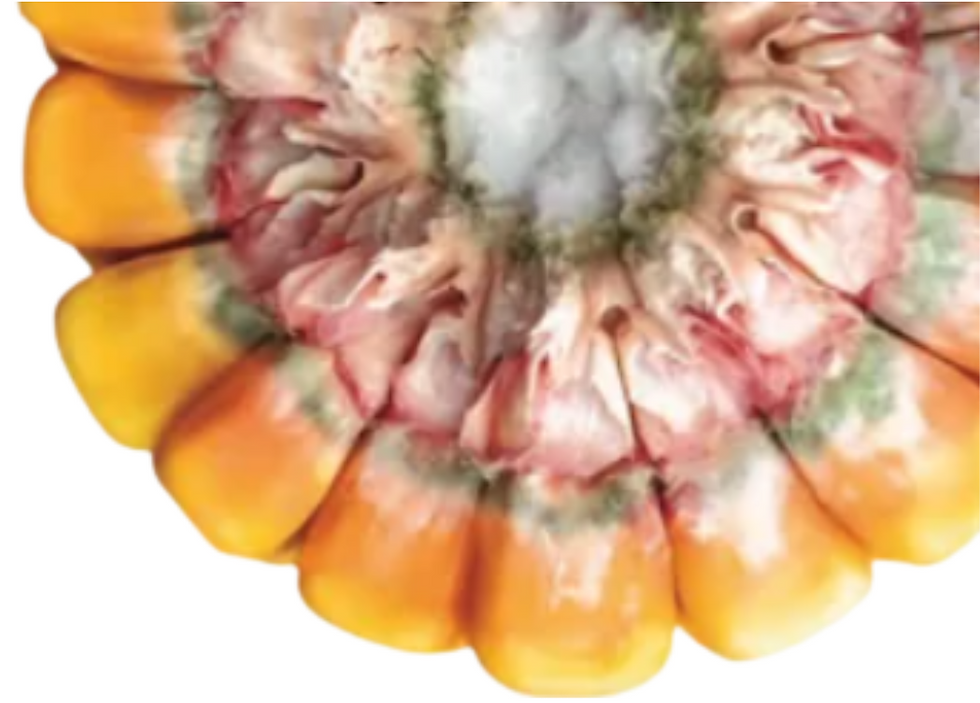 Fumonisinas - Consutlora Alimentaria Go-Grade