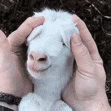 goat-baby.gif