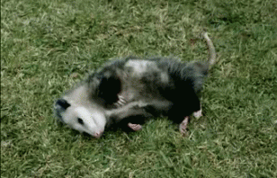 zarigueya-haciendose-muerto-10196.gif