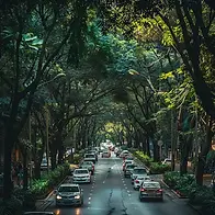 urban-tree-canopy-stockcake (1).webp