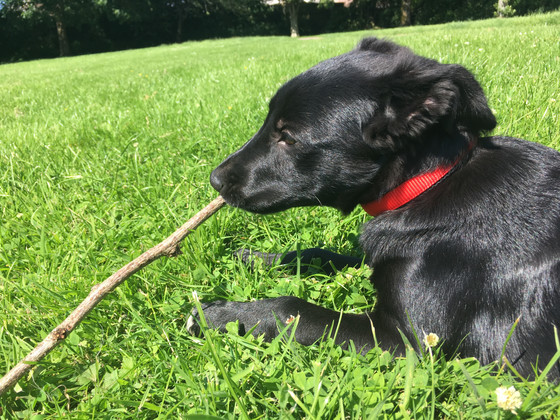 New Puppy, New Blog!