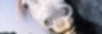 ZH-3.jpg