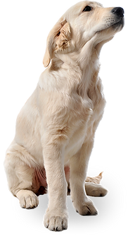 2cd43b_8074d7dfe4c748fbacfc50eaf661dc7c~mv2.png
