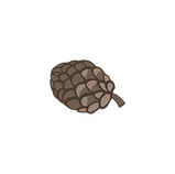 Pine Cone 6