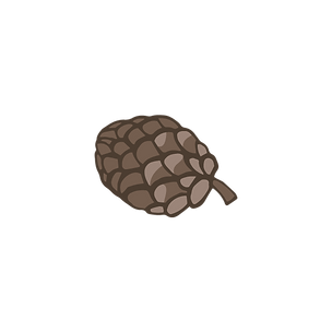 Pine Cone 6