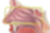 Fosas nasales | AnatomĆa nasal